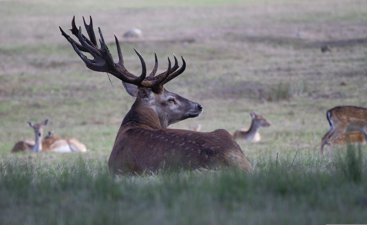 Comment cuisiner le cerf ? Guide des morceaux et des cuissons
