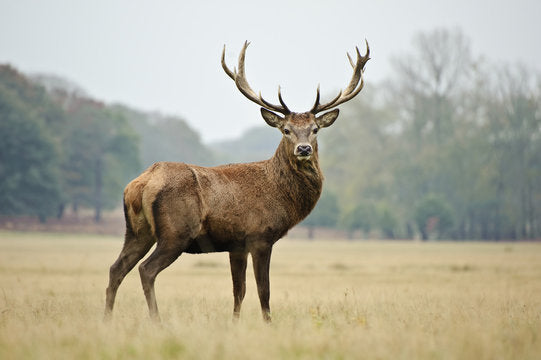 Le cerf élaphe : brame, bois, comportement et chasse, guide complet
