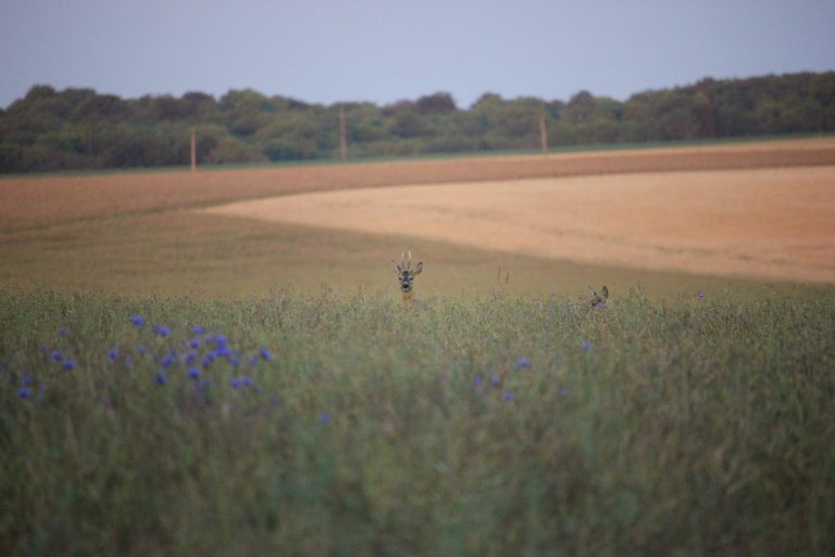 Focus sur le chevreuil