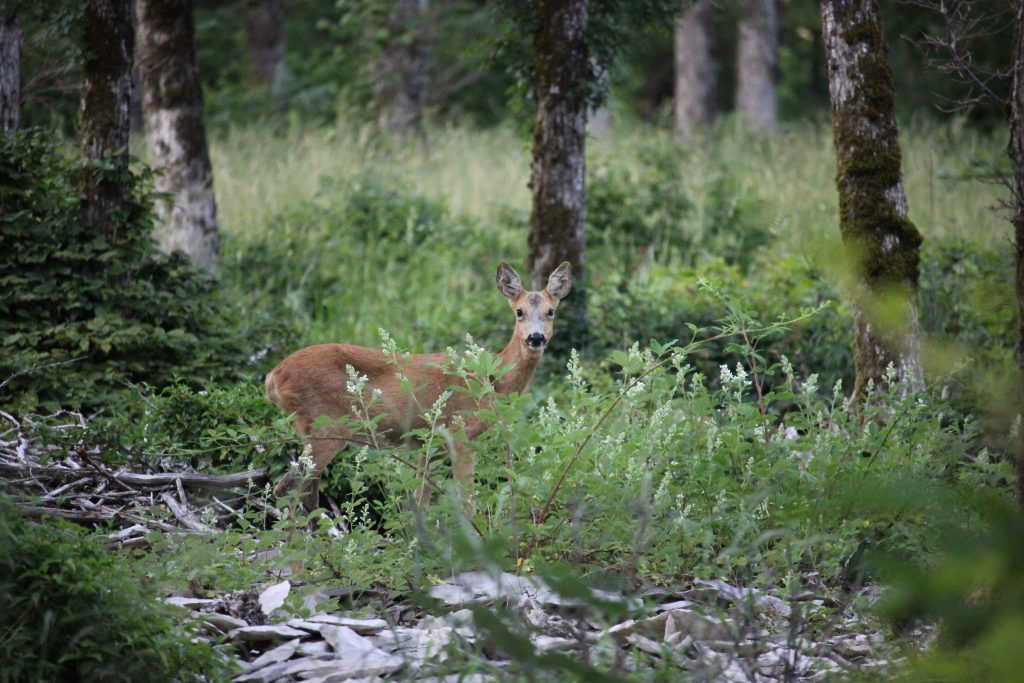 La chasse durable de Venandi, qu'est ce que c'est ?