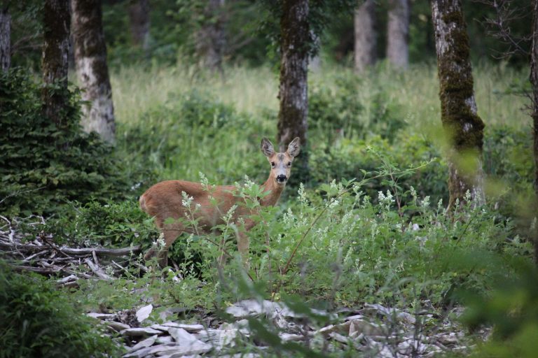 Les techniques de chasse durables utilisées pour l’approvisionnement en gibier sauvage français