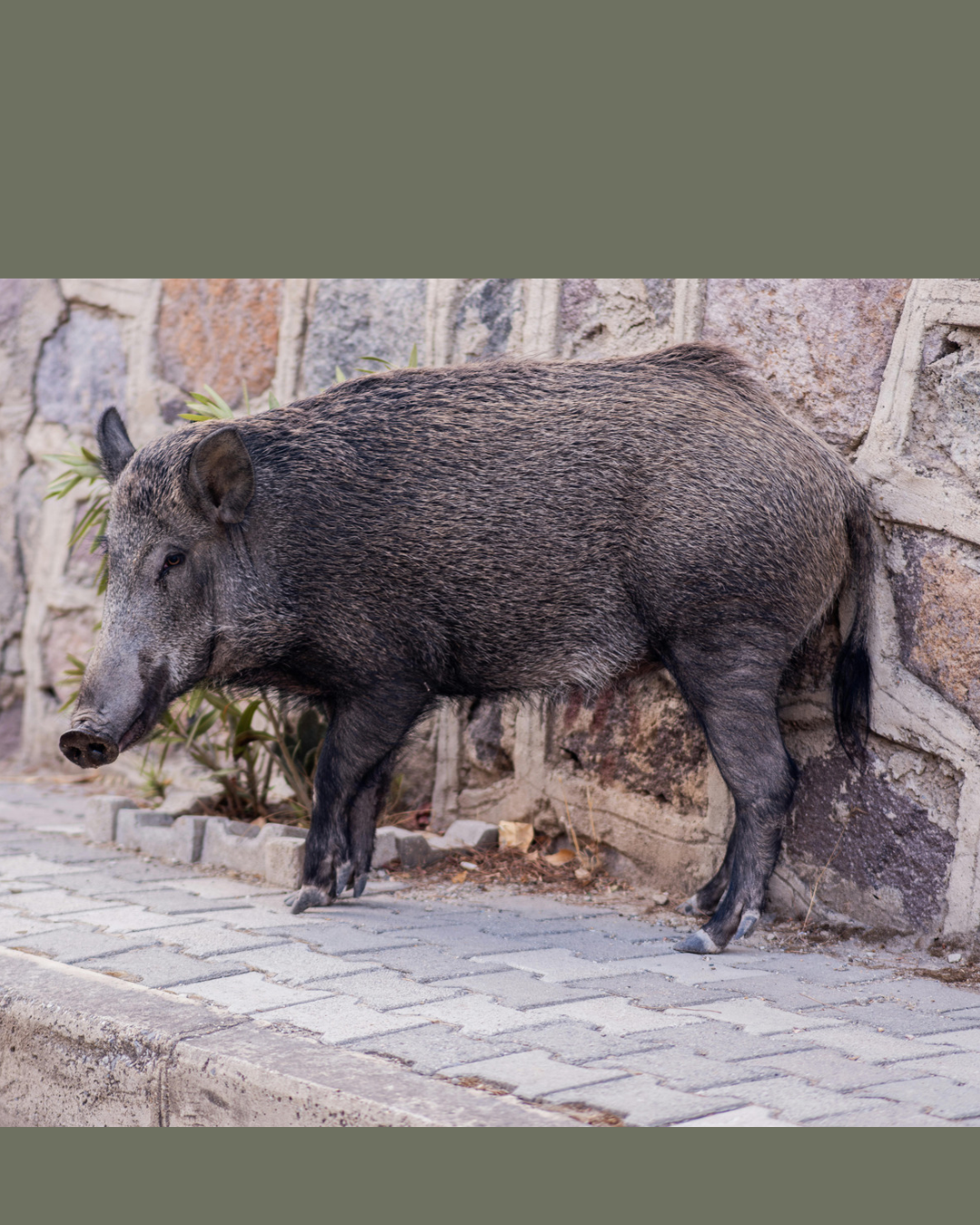 Comment cuisiner le sanglier ? Guide des morceaux et des cuissons