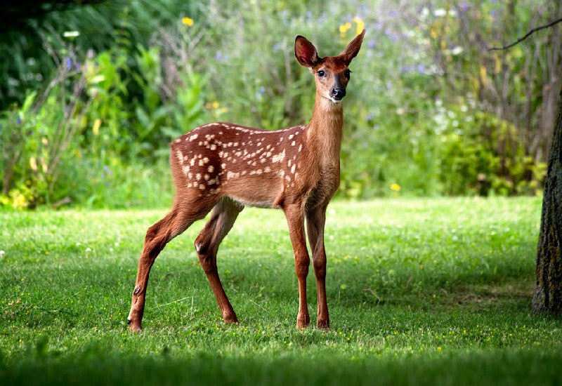 La biche : comportement, identification et chasse — guide complet