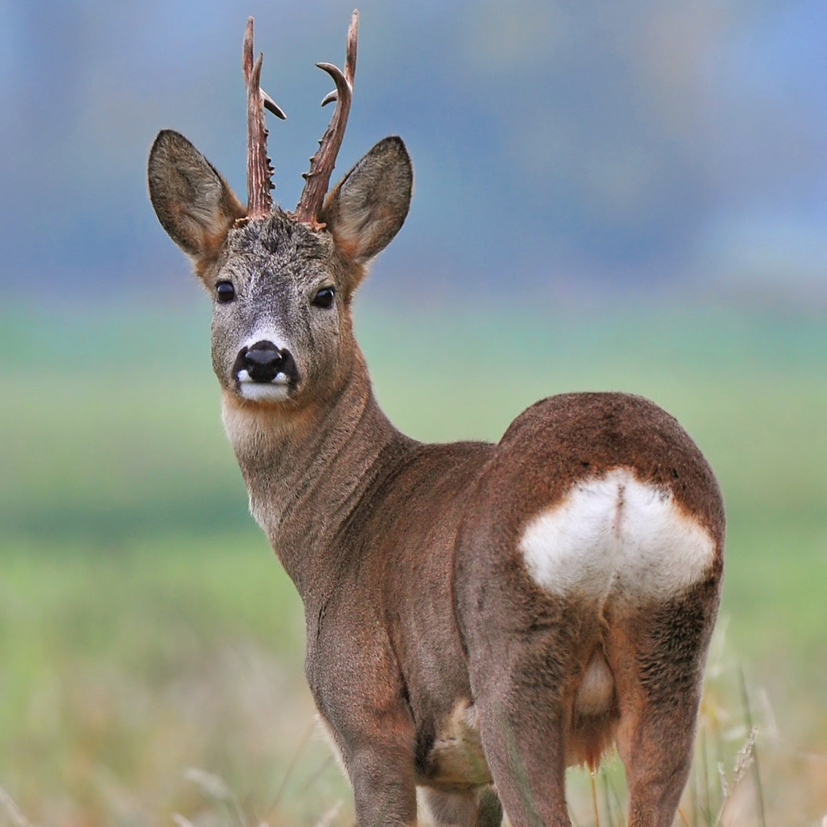 Le chevreuil : brocard, chevrette, rut et chasse, guide complet