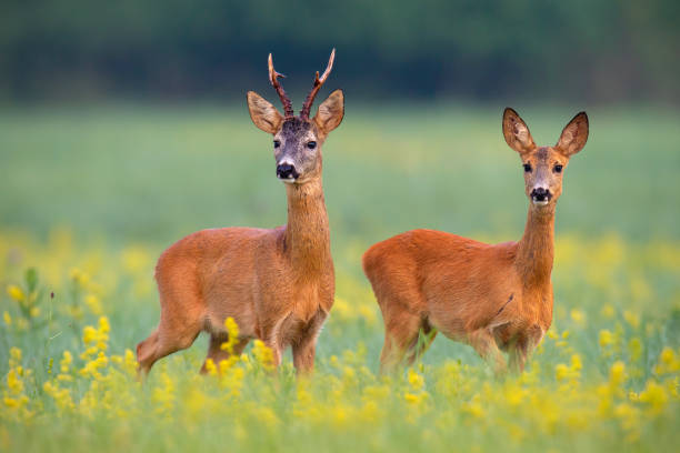 Chevreuil et Biche : Tout Savoir sur Ces Animaux de la Forêt