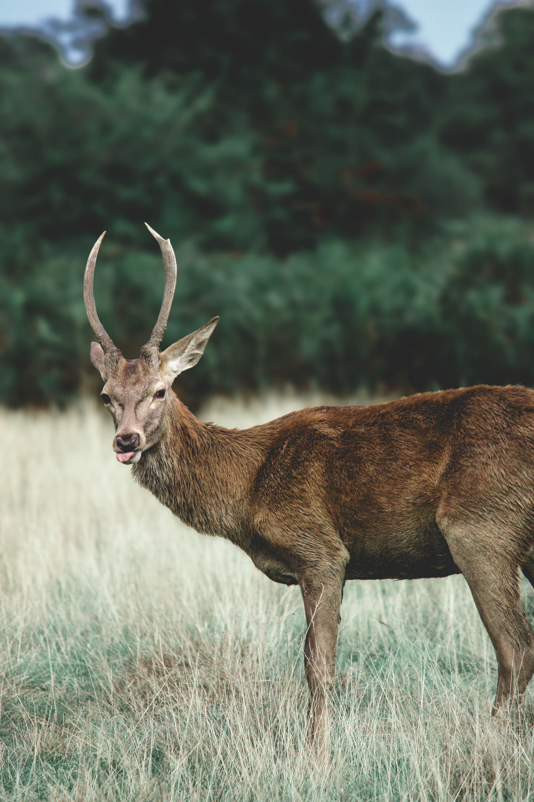 Comment cuisiner le cerf ? Guide des morceaux et des cuissons