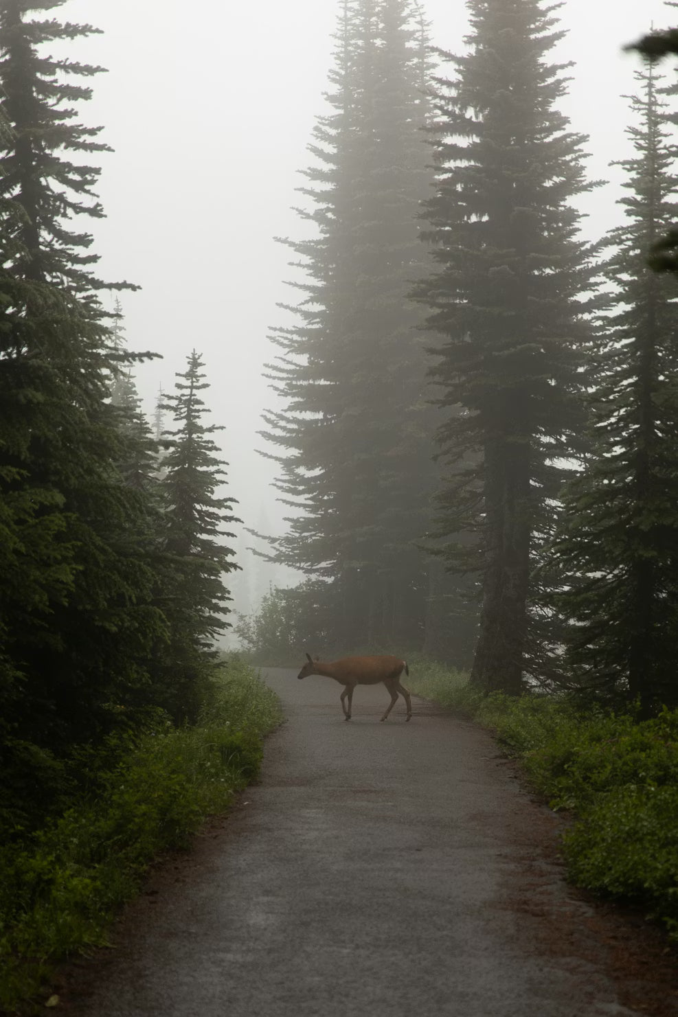 Gibier français : tout comprendre sur les saisons, les espèces et la consommation en France
