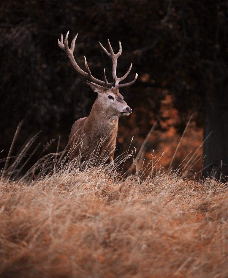 Focus sur le cerf