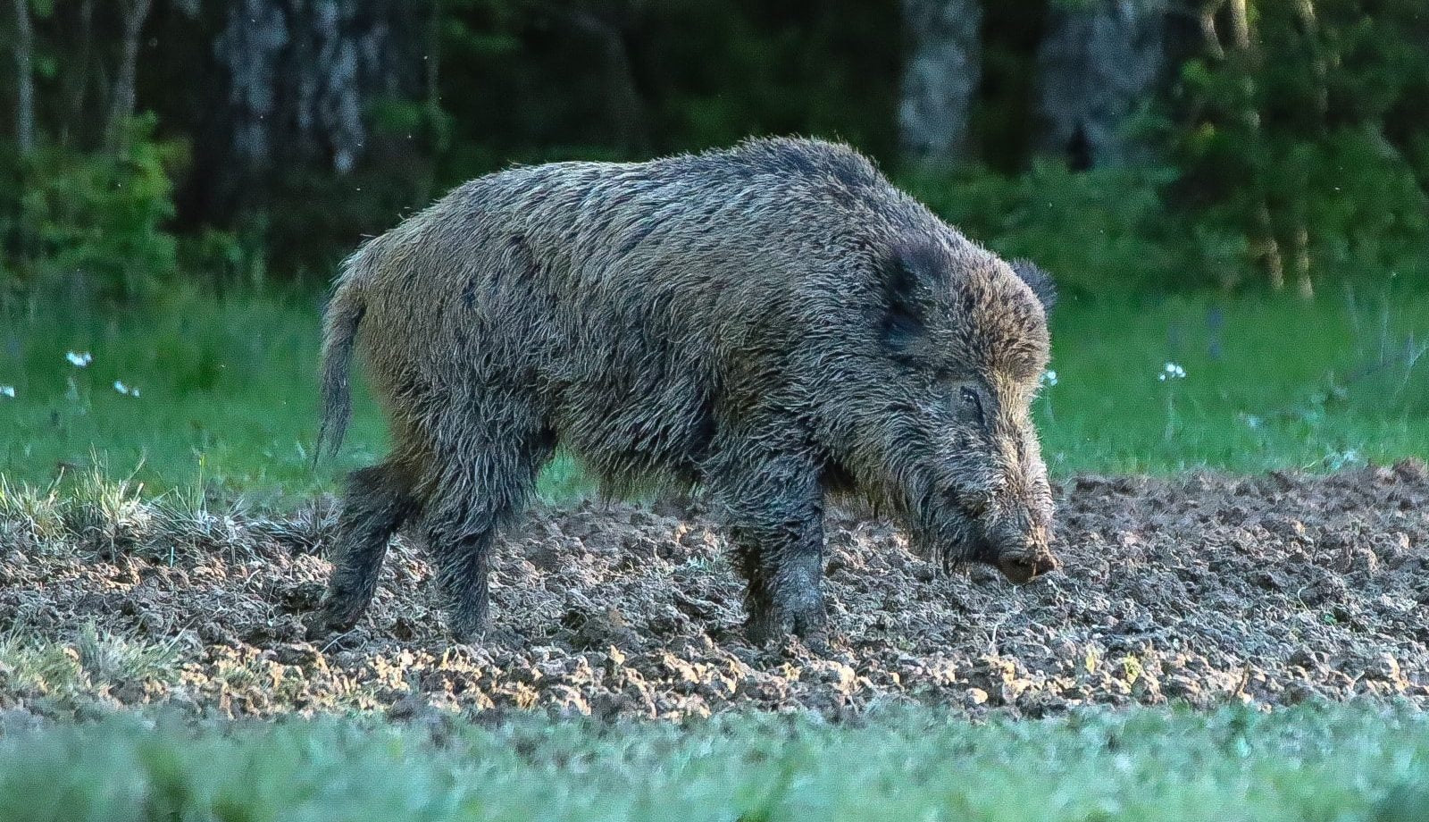 La différence entre gibier sauvage et gibier d’élevage