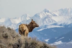 Tout savoir sur la chasse en France !